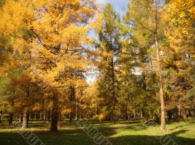 Autumn