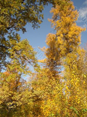 Autumn