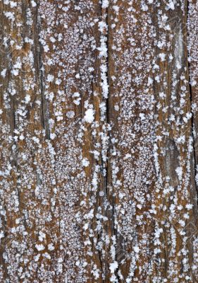 wood and hoarfrost