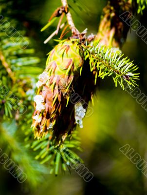 Pine Cone