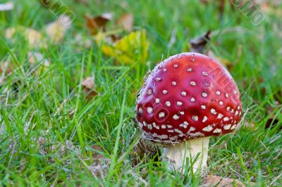 Amanita muscaria