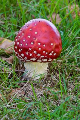 Amanita muscaria