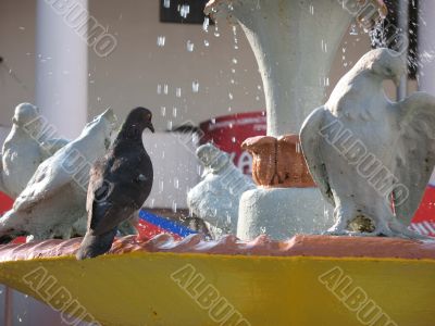 dove and fountain