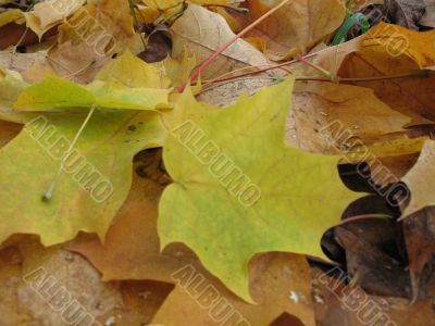 Yellow and green leaves in autumn