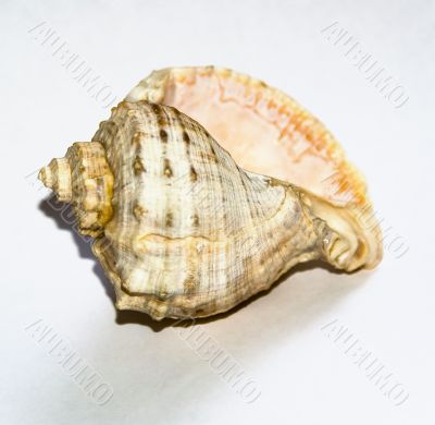 shell