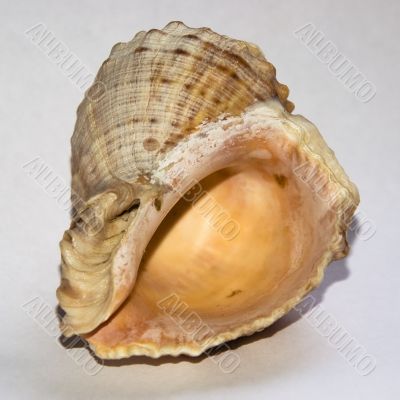 Shell