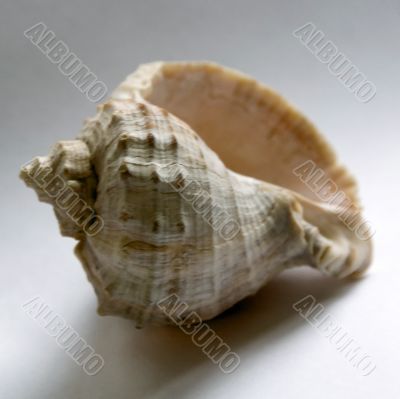 Sea Shell