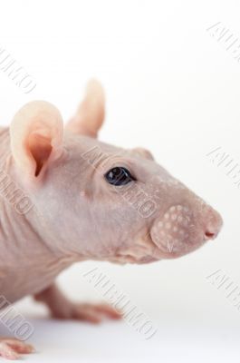 Portrait of sphinx rat