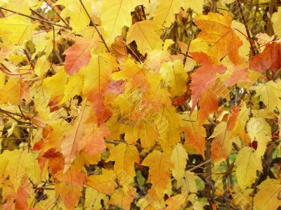 autumn foliage
