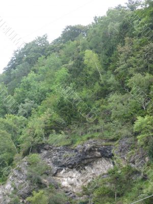 landscape with the forest on the hill