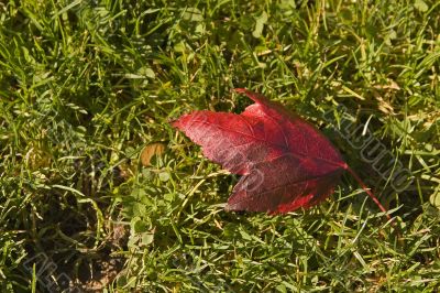 Red Leaf on Green