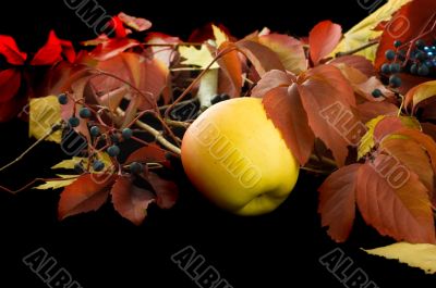 Autumn harvest
