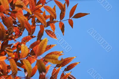 Autumnal  red leaves against a clear blue sky