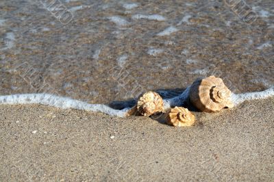 Beach Seashells