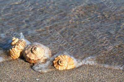 Beach Seashell