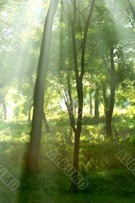 Sun rays crossing misty forest in an early  morning