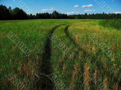 midday field