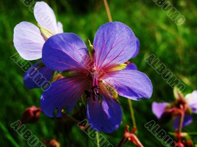 meadow flower