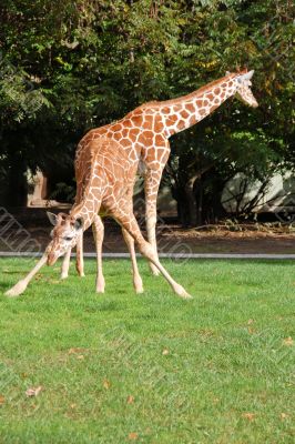 Giraffe