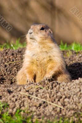 Prairie dog