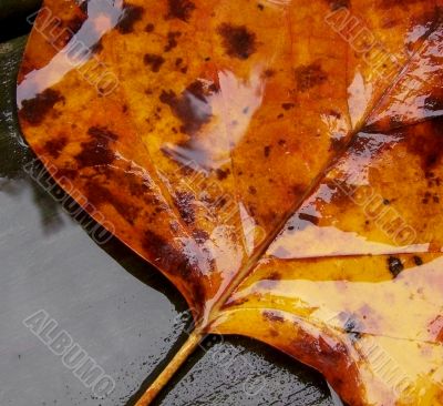 Fallen Leaf in the Rain