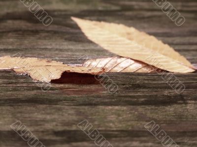 Leaf Reflection on Wood