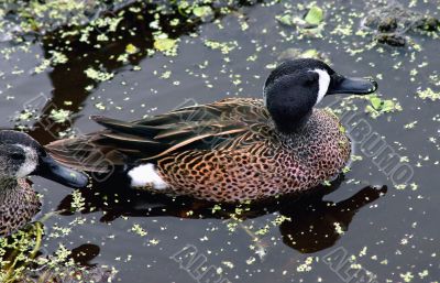 Duck in Pond