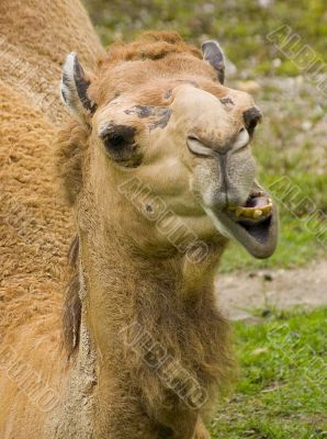Camel 2