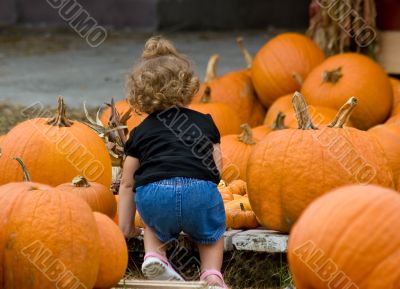 Pumpkins