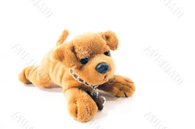 little dog