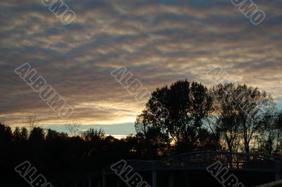 trees in sunset