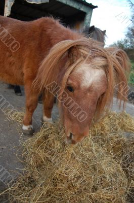 little pony eating