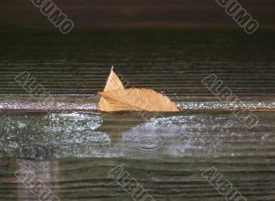 Leaves in the Rain