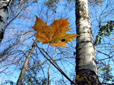 Yellow leaf in the autumn sky