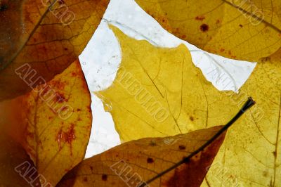 Autumn leaves