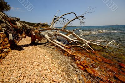 Corsica landscape (france)
