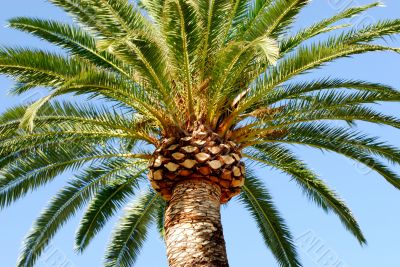 Nice tree palm and blue sky