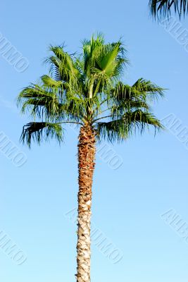 Nice tree palm and blue sky