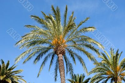 Nice tree palm and blue sky