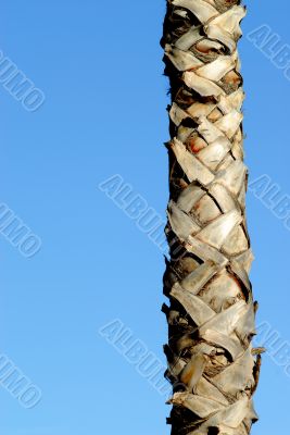 Nice tree palm and blue sky
