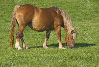 Horse grazing