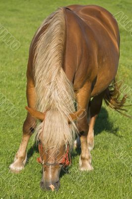 Horse grazing 2