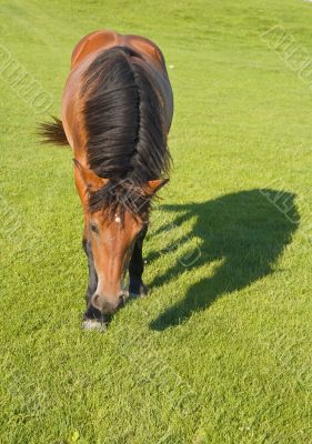 Horse