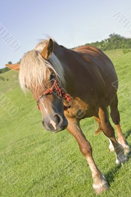 Horse portrait
