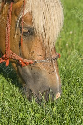 Horse grazing portrait