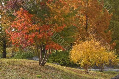 Autumn park