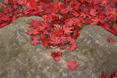 Maple leaves on the rock