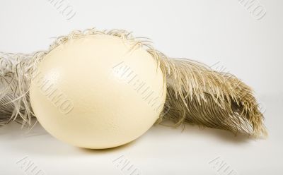 Huge ostrich`s egg and feather