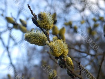 Bud of a violet willow