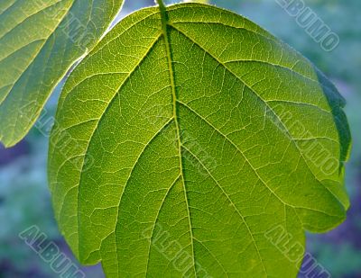Green leaf